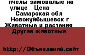 пчелы зимовалые на улице › Цена ­ 4 000 - Самарская обл., Новокуйбышевск г. Животные и растения » Другие животные   